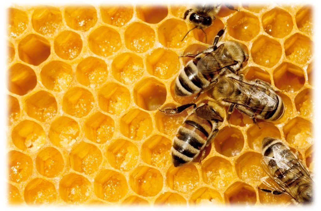 生ロイヤルゼリー